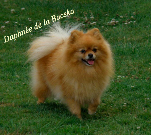 Daphnee De la bascka