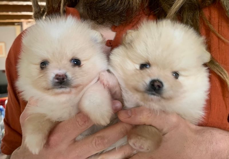 chiot Spitz allemand des Prairies aux Mille Fleurs