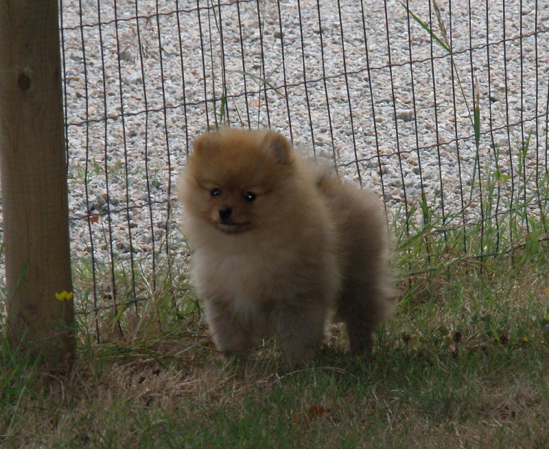 Golden pom d'api des Prairies aux Mille Fleurs