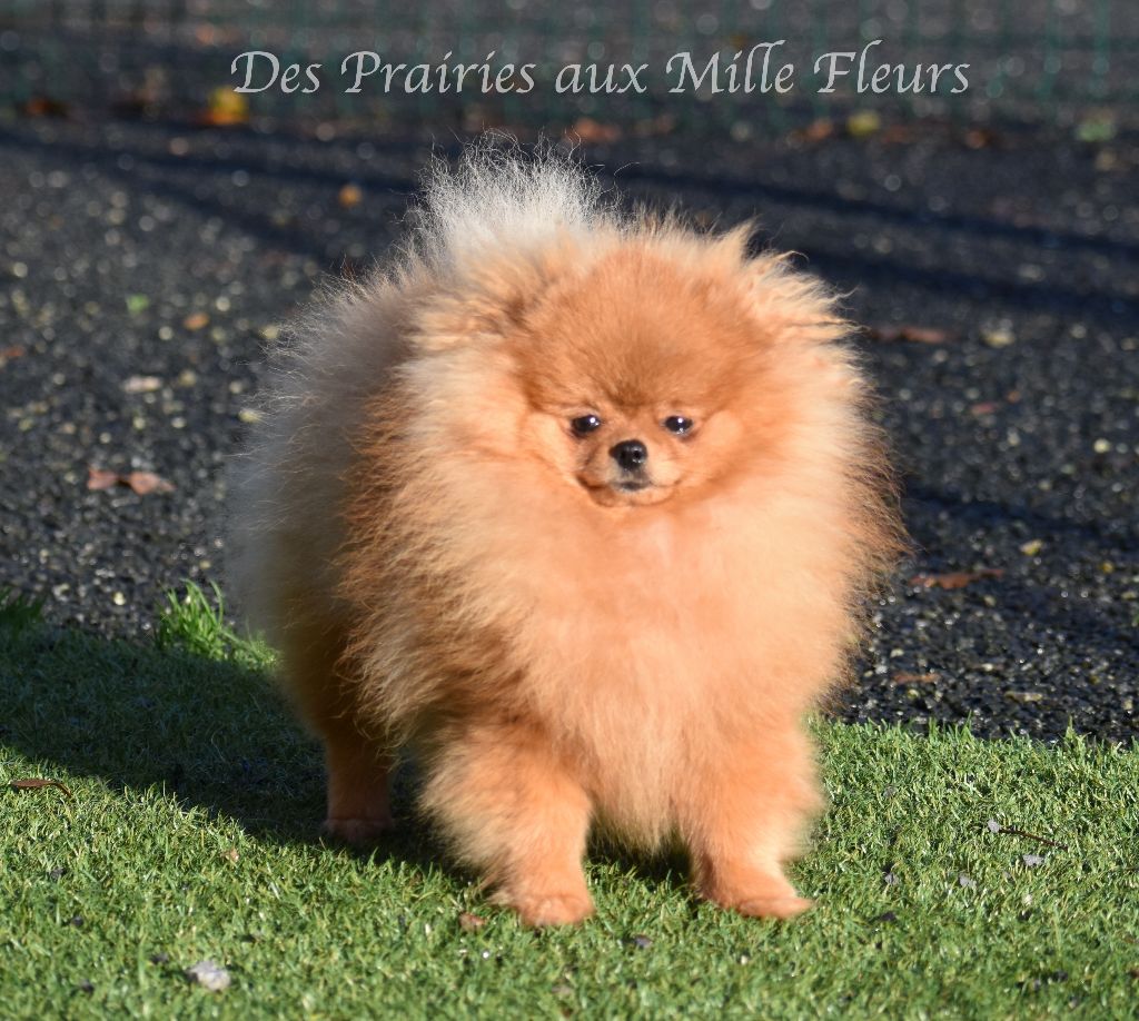 Phabuleuse plume des Prairies aux Mille Fleurs