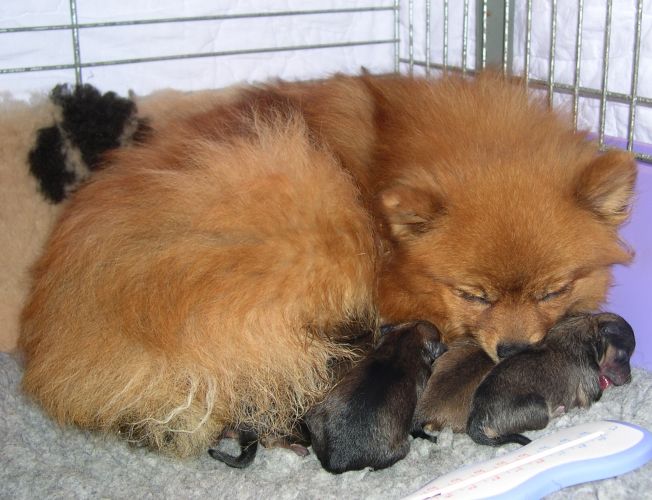 chiots